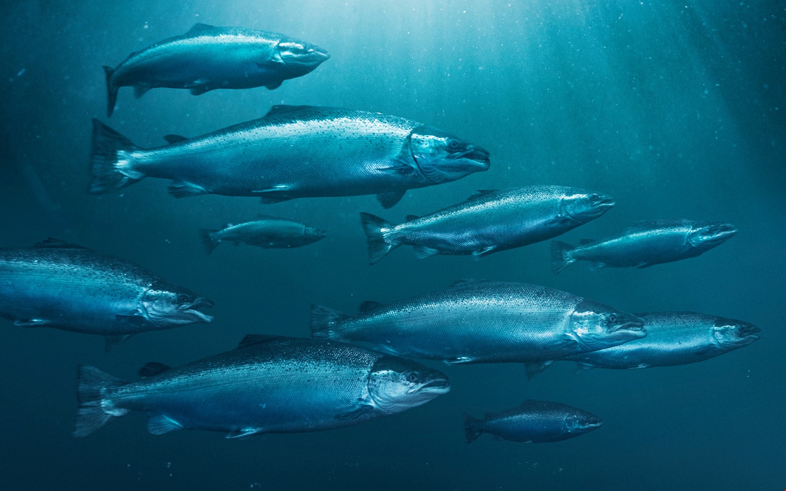 Salmon Academy